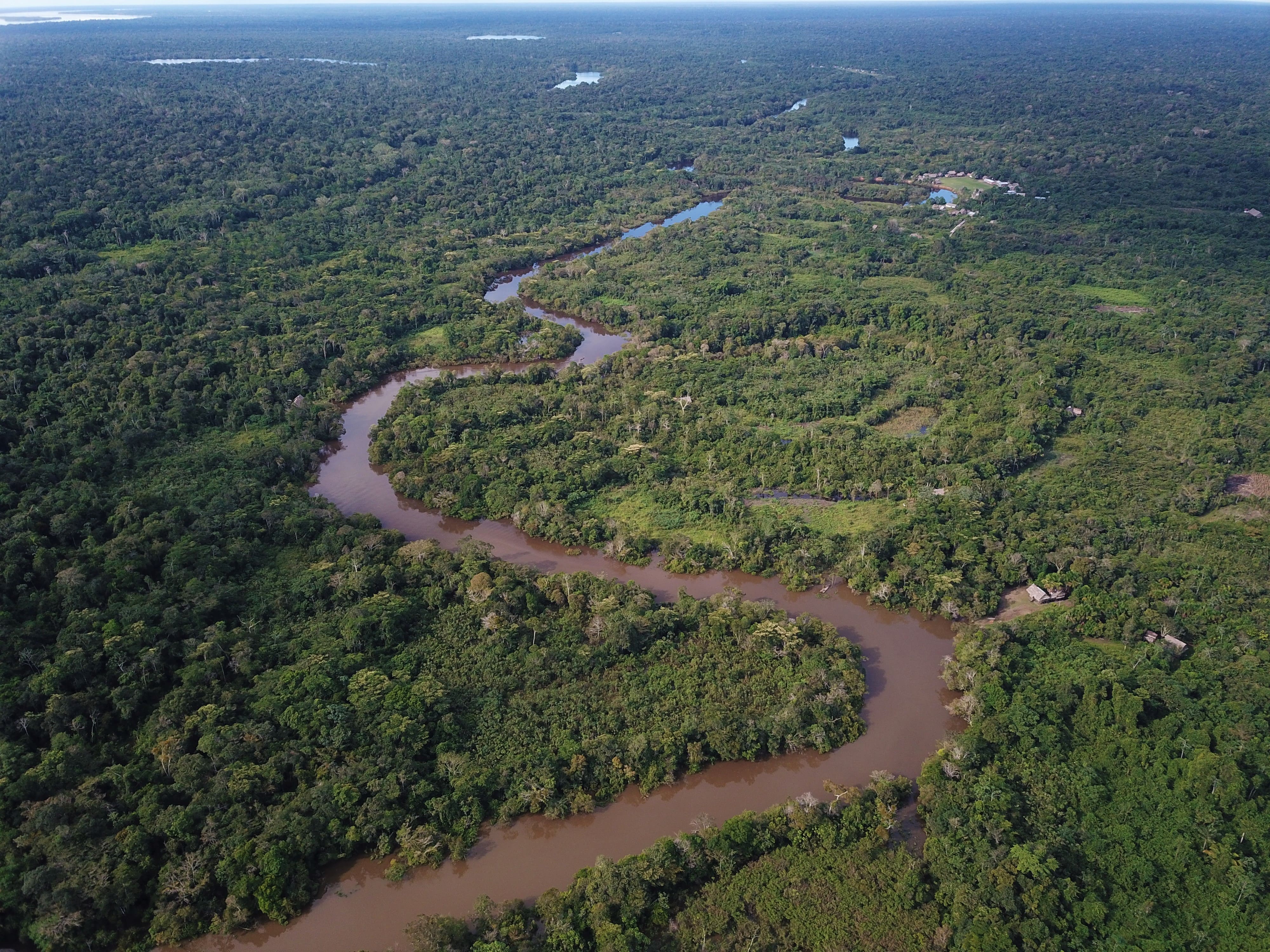 Photo from 10-Day Peruvian Amazon Birdwatching Expedition safari tour